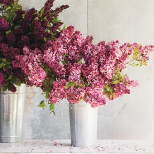 Floret Farm's Cut Flower Garden: Grow, Harvest, and Arrange Stunning Seasonal Blooms