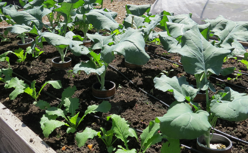 The Vegetable Garden Problem Solver Handbook: Identify and manage diseases and other common problems on edible plants