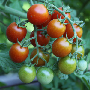 The Vegetable Garden Problem Solver Handbook: Identify and manage diseases and other common problems on edible plants