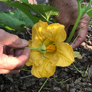 The Vegetable Garden Problem Solver Handbook: Identify and manage diseases and other common problems on edible plants