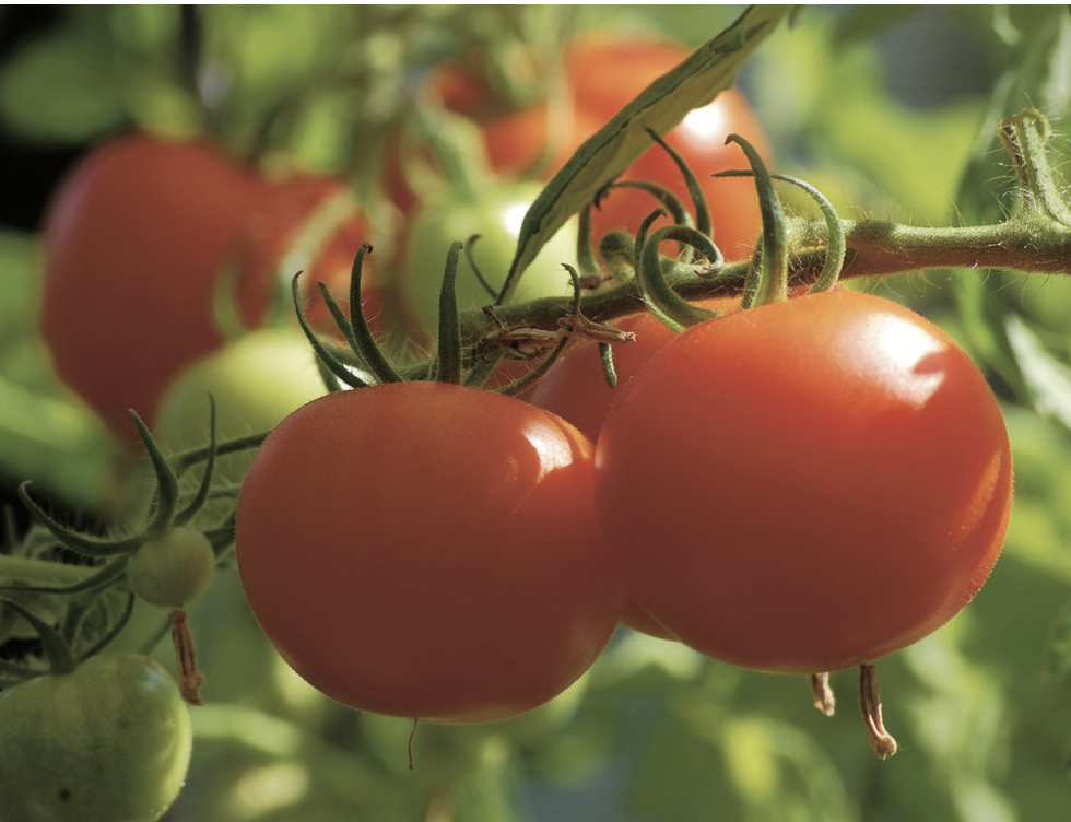 Companion Planting for Beginners: Your Guide to Easily Introduce Natural Pest Controls, Improve Soil Health, and Enjoy an Abundance of Organic Vegetables, Even for the First-Time Gardener