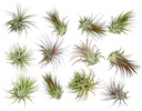 ragnaroc-air-plants---tillandsia-ionanth-2.jpg