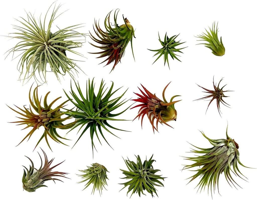 ragnaroc-air-plants---tillandsia-ionanth-3.jpg