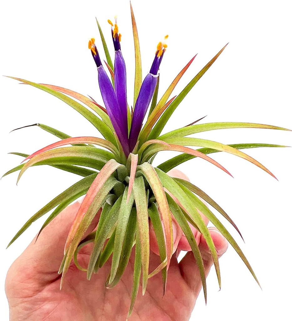 ragnaroc-air-plants---tillandsia-ionanth-4.jpg
