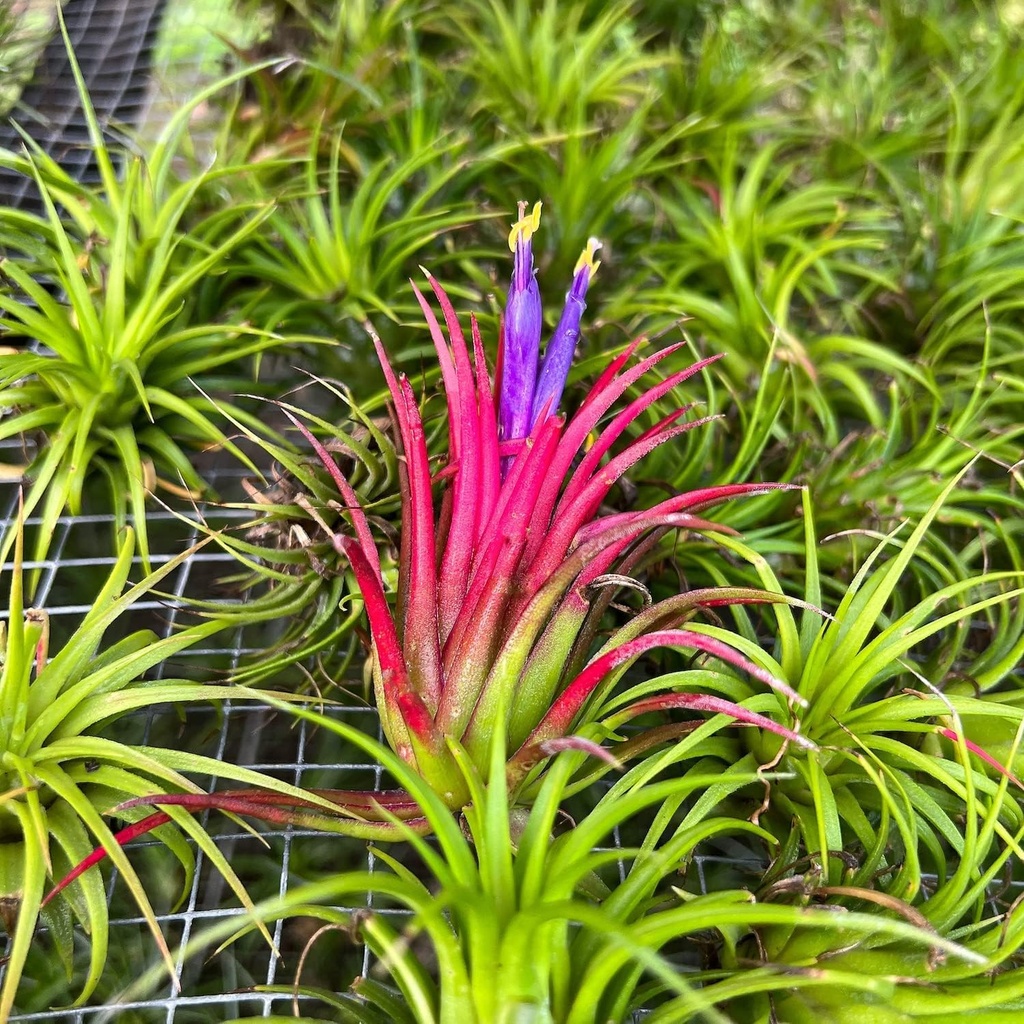 ragnaroc-air-plants---tillandsia-ionanth-5.jpg
