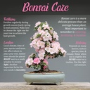 bamboomn-bonsai-tool-kit---includes-prun-2.jpg