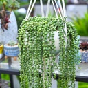 string-of-pearls-4-inch-succulents-plant-5.jpg