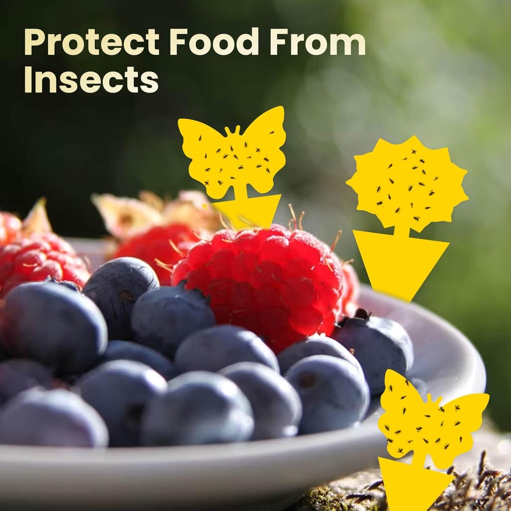 fruit-fly-sticky-traps-36pc-gnat-traps-y-4.jpg
