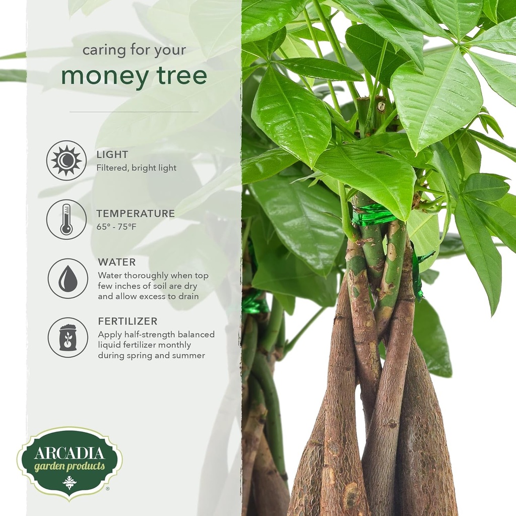 live-braided-money-tree-pachira-aquatica-3.jpg