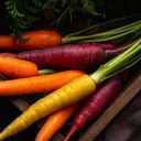 organic-carrot-seeds-rainbow-blend---app-2.jpg