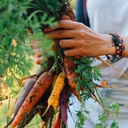 organic-carrot-seeds-rainbow-blend---app-5.jpg