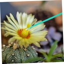 upkoch-succulent-pollinator-tool-for-han-6.jpg