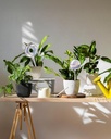 zhend-iridescent-self-watering-plant-glo-6.jpg