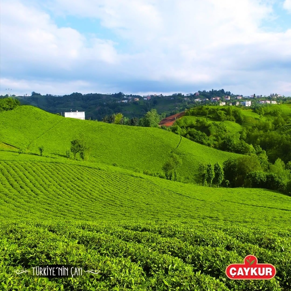 caykur-filiz-black-tea-first-harvest-gol-6.jpg