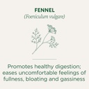 traditional-medicinals-organic-fennel-te-3.jpg