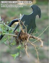 wmm-weed-puller-tool-gardening-tools-set-3.jpg