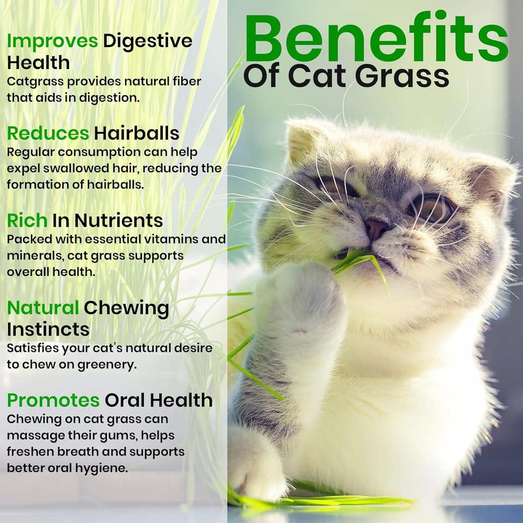 naturez-edge-cat-grass-seeds-catnip-seed-2.jpg