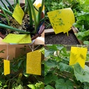 20-pack-dual-sided-yellow-sticky-traps-f-6.jpg