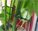 300-pcs-adjustable-plant-ties-flexible-g-5.jpg