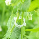 80-pcs-plant-stem-training-clips-low-str-3.jpg
