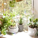 small-trellis-for-potted-plants-indoor-w-3.jpg