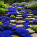20000-magic-blue-creeping-thyme-seeds-fo-5.jpg