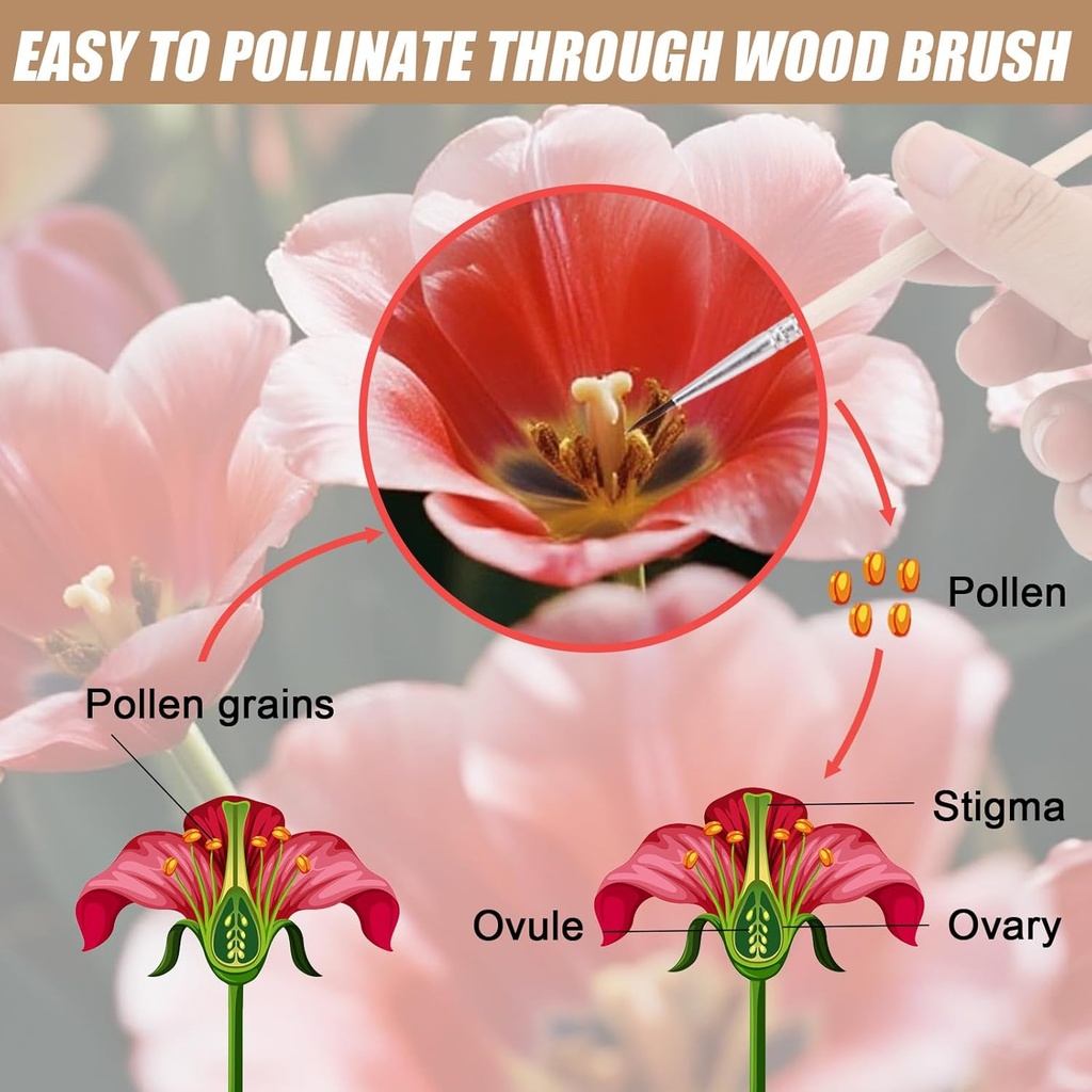 40pcs-pollinating-brush-wooden-plant-pol-4.jpg