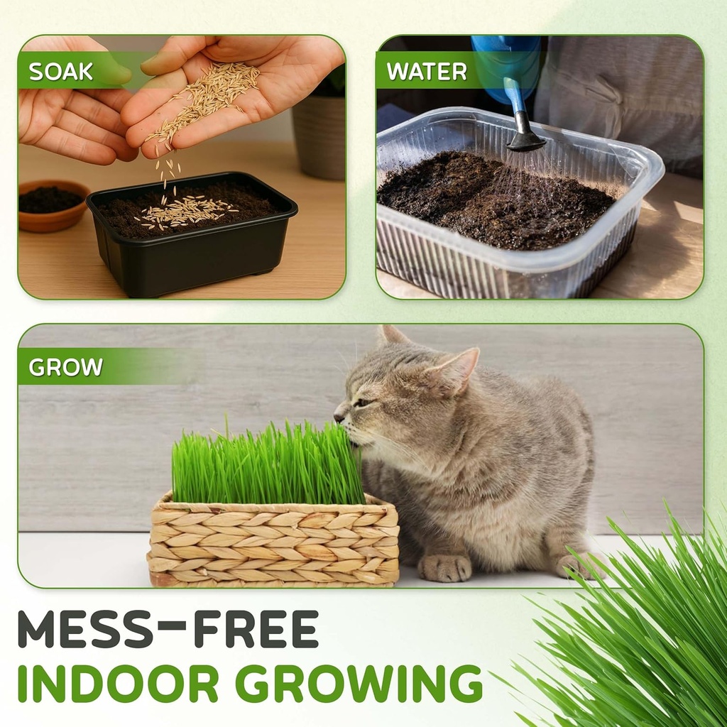 todds-seeds-cat-grass-for-indoor-or-outd-5.jpg