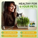 todds-seeds-cat-grass-for-indoor-or-outd-6.jpg