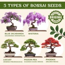 avergo-bonsai-tree-kit-for-beginners-5x--2.jpg