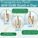 houseplant-prop-drops---propagation-prom-2.jpg