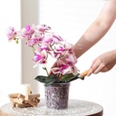 truedays-orchid-pot-4-pack-5-inch-clear--3.jpg