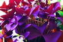 20pcs-oxalis-bulbs-for-planting-purple-s-4.jpg