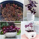 20pcs-oxalis-bulbs-for-planting-purple-s-5.jpg