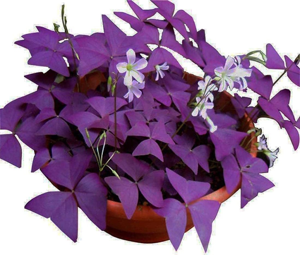 20pcs-oxalis-bulbs-for-planting-purple-s-6.jpg