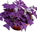 20pcs-oxalis-bulbs-for-planting-purple-s-6.jpg