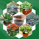 succulent-cactus-soil-potting-mix-1qt-na-6.jpg