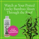 grow-more-lucky-bamboo-fertilizer-2-2-2--2.jpg