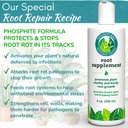 root-rot-repair-for-houseplants-recovery-3.jpg