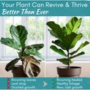 root-rot-repair-for-houseplants-recovery-5.jpg