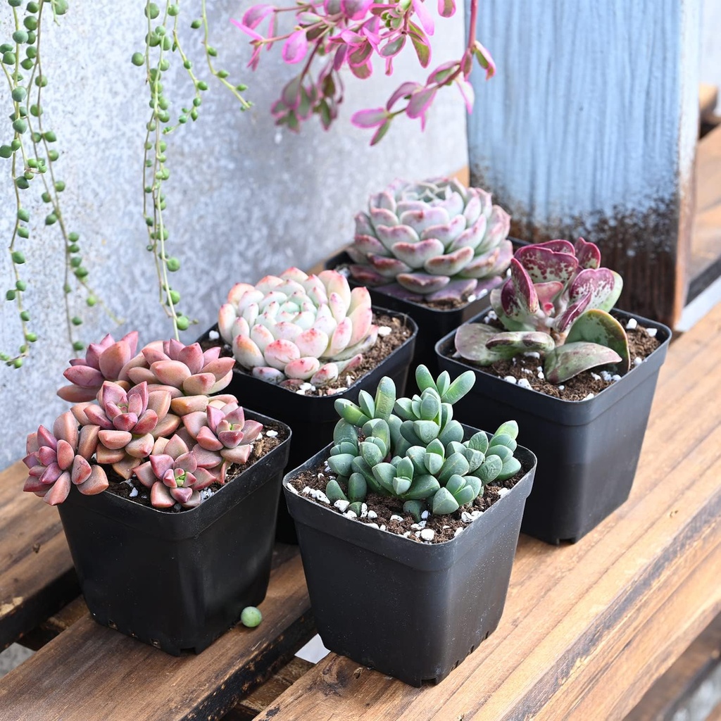 sprout-n-green-live-succulent-plants-5-p-2.jpg