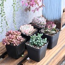 sprout-n-green-live-succulent-plants-5-p-2.jpg