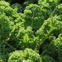 organic-kale-seeds-vates-blue-scotch-cur-3.jpg