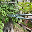 8inch-bonsai-scissors-bonsai-tools-3.jpg