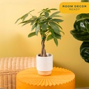 costa-farms-money-tree-live-plant-in-dec-2.jpg