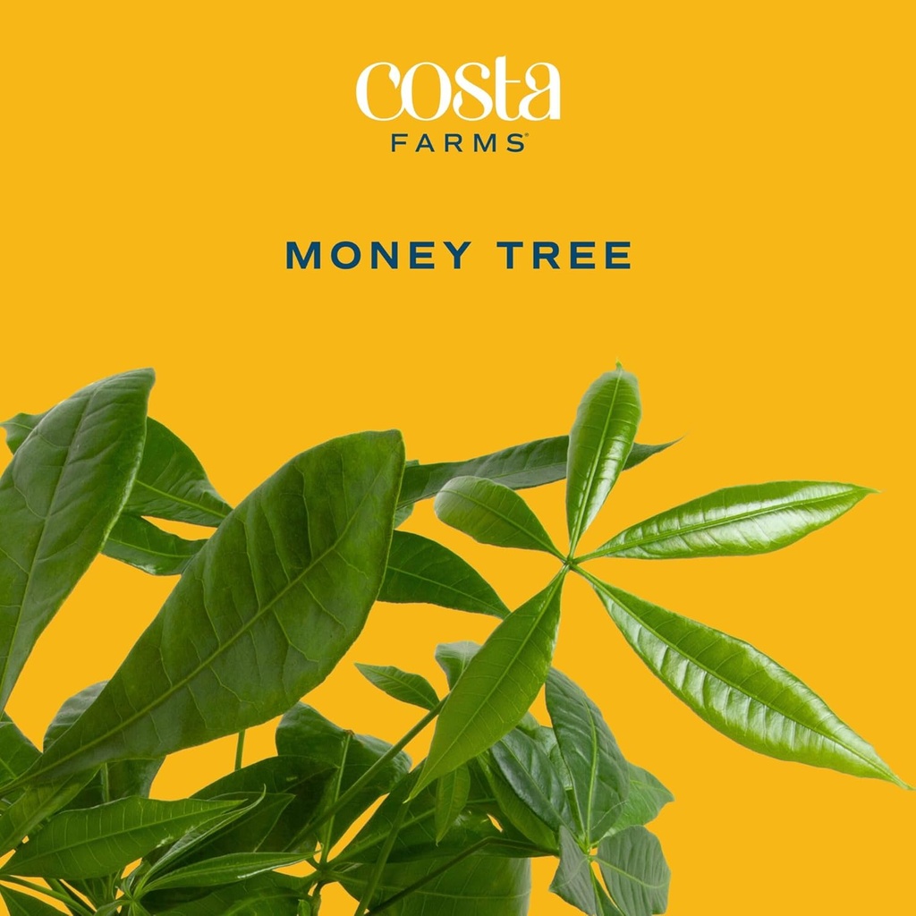 costa-farms-money-tree-live-plant-in-dec-3.jpg