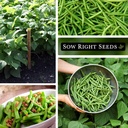 sow-right-seeds---contender-bush-green-b-5.jpg