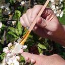 10pcs-pollination-tools-pen-for-pollinat-5.jpg