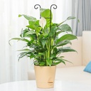 plant-trellis-for-potted-plants-2p-large-5.jpg