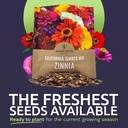 zinnia-seeds---california-giants-mix---l-2.jpg